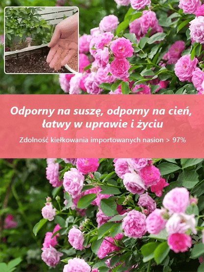 🪷Całoroczne kwitnienie nasiona róż pnących