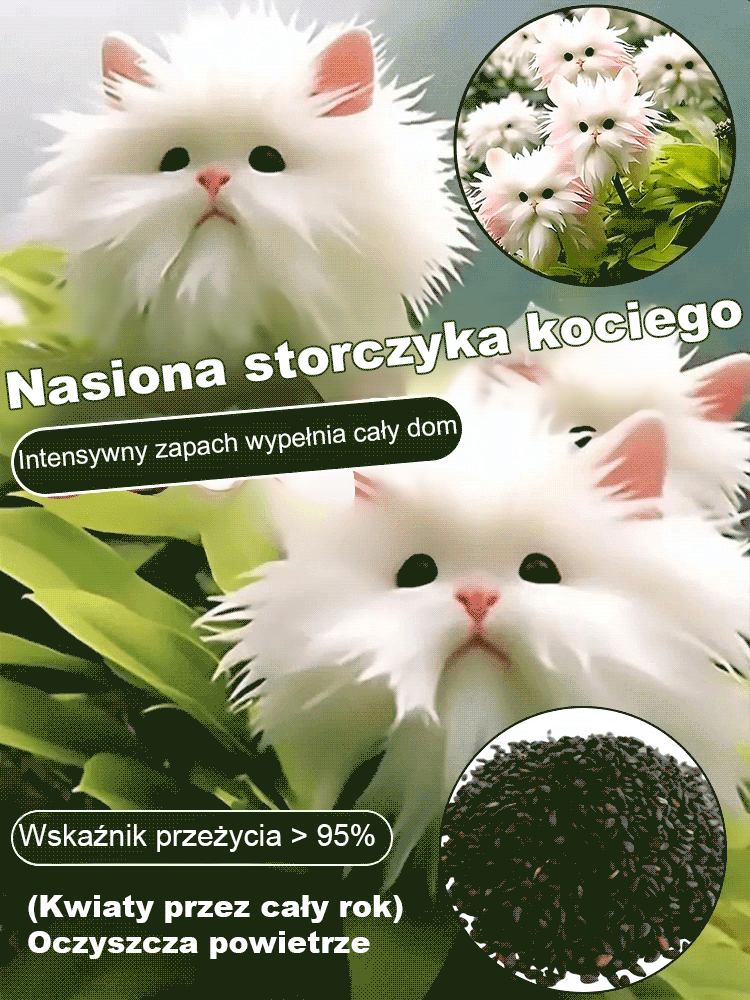 Nasiona orchidee kotego oka